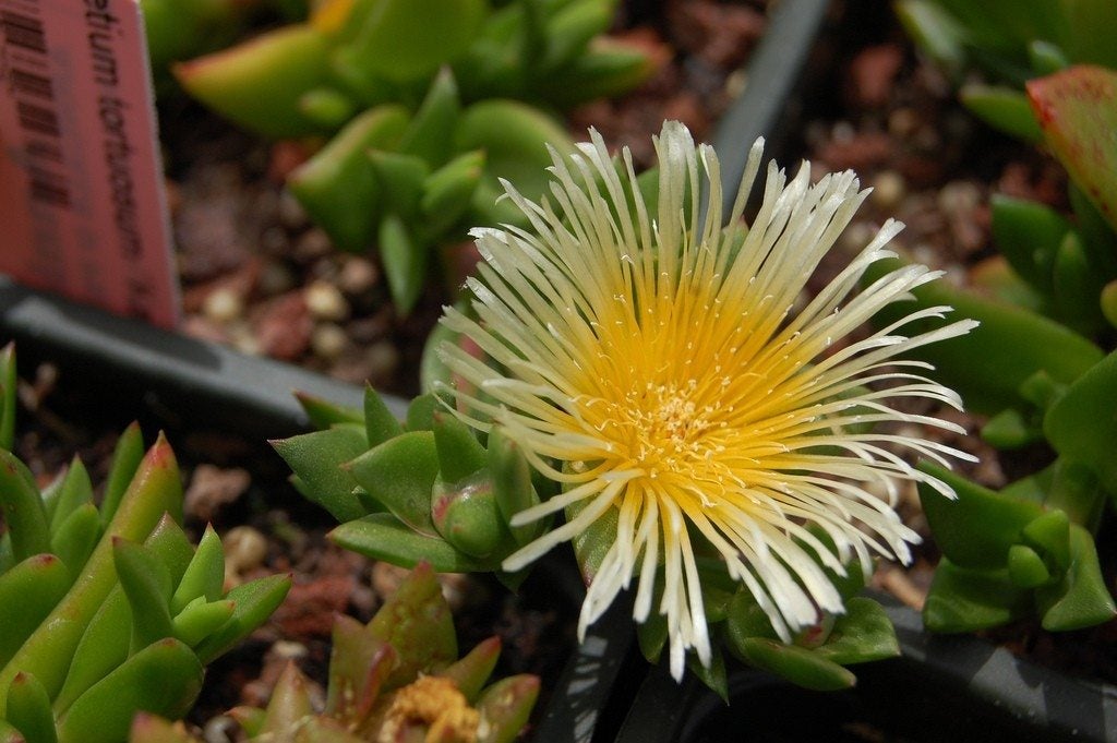 From Nature to Youphoria