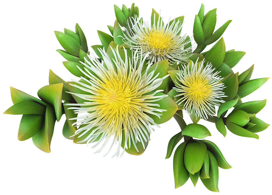 Kanna plant